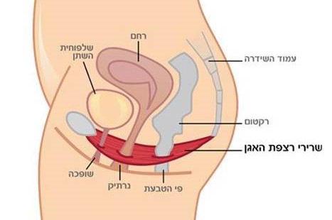 Read more about the article מבנה רצפת האגן